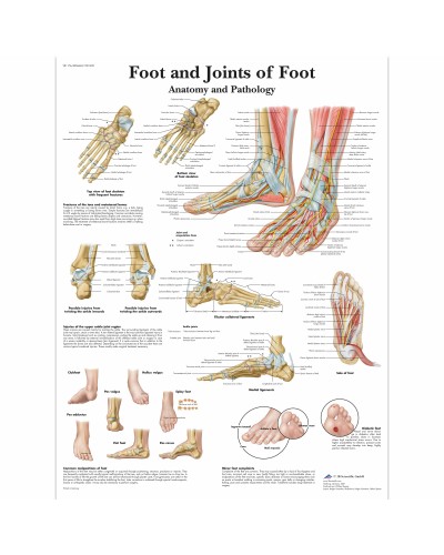 Foot and Joints of Foot Chart - Anatomy and Path